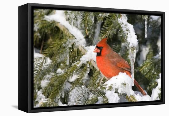 Northern Cardinal on Serbian Spruce in Winter, Marion, Illinois, Usa-Richard ans Susan Day-Framed Premier Image Canvas