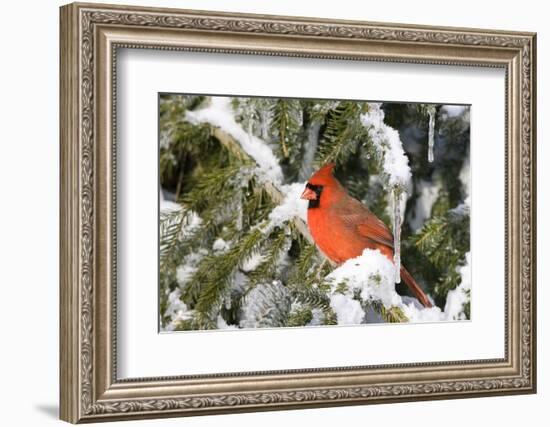 Northern Cardinal on Serbian Spruce in Winter, Marion, Illinois, Usa-Richard ans Susan Day-Framed Photographic Print