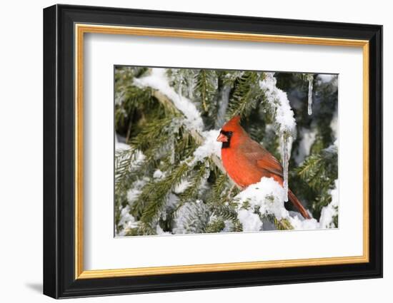 Northern Cardinal on Serbian Spruce in Winter, Marion, Illinois, Usa-Richard ans Susan Day-Framed Photographic Print