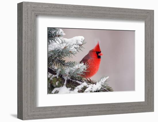 Northern Cardinal Perched in A Tree-EEI_Tony-Framed Photographic Print