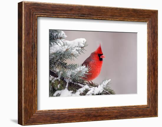 Northern Cardinal Perched in A Tree-EEI_Tony-Framed Photographic Print