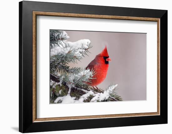 Northern Cardinal Perched in A Tree-EEI_Tony-Framed Photographic Print