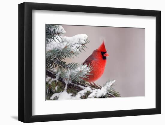Northern Cardinal Perched in A Tree-EEI_Tony-Framed Photographic Print