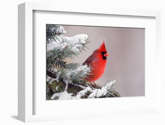 Northern Cardinal Perched in A Tree-EEI_Tony-Framed Photographic Print