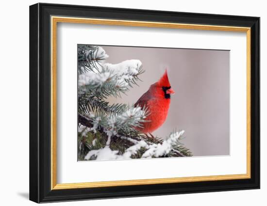 Northern Cardinal Perched in A Tree-EEI_Tony-Framed Photographic Print