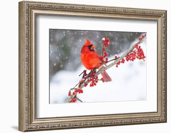 Northern cardinal perched on branch during snow storm, USA-Lynn M. Stone-Framed Photographic Print