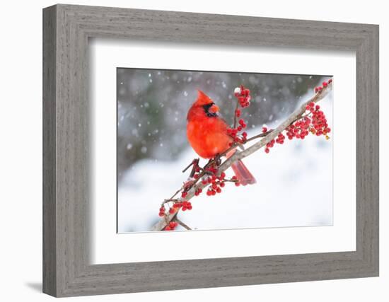 Northern cardinal perched on branch during snow storm, USA-Lynn M. Stone-Framed Photographic Print