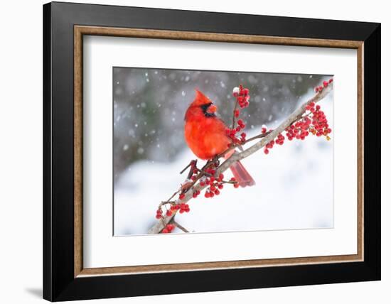 Northern cardinal perched on branch during snow storm, USA-Lynn M. Stone-Framed Photographic Print