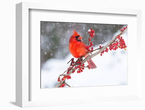 Northern cardinal perched on branch during snow storm, USA-Lynn M. Stone-Framed Photographic Print