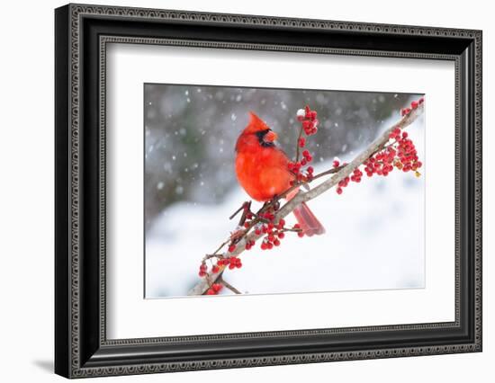 Northern cardinal perched on branch during snow storm, USA-Lynn M. Stone-Framed Photographic Print