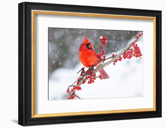 Northern cardinal perched on branch during snow storm, USA-Lynn M. Stone-Framed Photographic Print