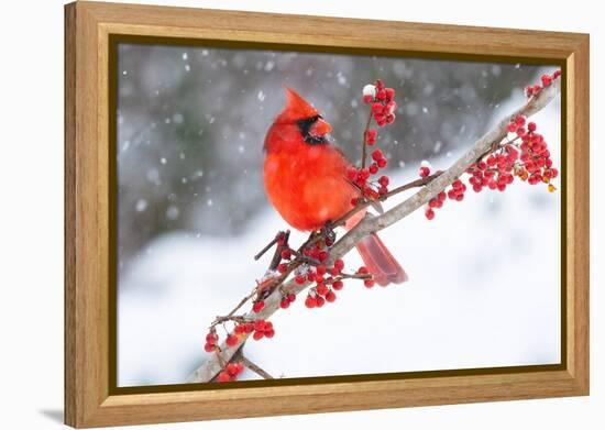 Northern cardinal perched on branch during snow storm, USA-Lynn M. Stone-Framed Premier Image Canvas