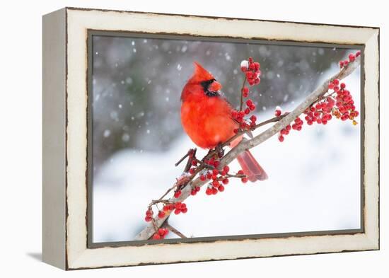 Northern cardinal perched on branch during snow storm, USA-Lynn M. Stone-Framed Premier Image Canvas