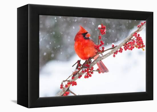 Northern cardinal perched on branch during snow storm, USA-Lynn M. Stone-Framed Premier Image Canvas