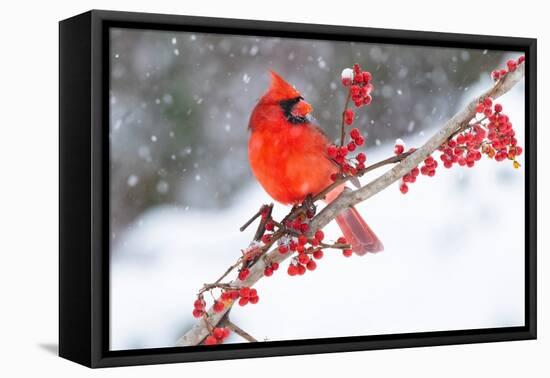 Northern cardinal perched on branch during snow storm, USA-Lynn M. Stone-Framed Premier Image Canvas