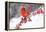 Northern cardinal perched on branch during snow storm, USA-Lynn M. Stone-Framed Premier Image Canvas