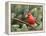 Northern Cardinal Perching on Branch, Mcleansville, North Carolina, USA-Gary Carter-Framed Premier Image Canvas