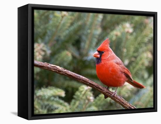 Northern Cardinal Perching on Branch, Mcleansville, North Carolina, USA-Gary Carter-Framed Premier Image Canvas