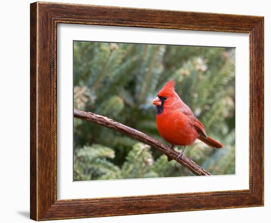 Northern Cardinal Perching on Branch, Mcleansville, North Carolina, USA-Gary Carter-Framed Photographic Print