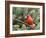 Northern Cardinal Perching on Branch, Mcleansville, North Carolina, USA-Gary Carter-Framed Photographic Print