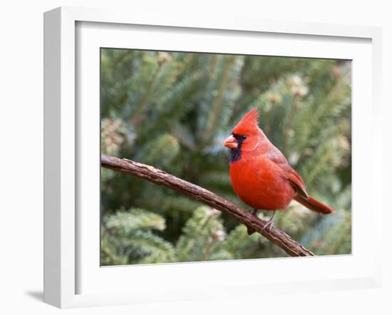 Northern Cardinal Perching on Branch, Mcleansville, North Carolina, USA-Gary Carter-Framed Photographic Print