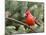 Northern Cardinal Perching on Branch, Mcleansville, North Carolina, USA-Gary Carter-Mounted Photographic Print