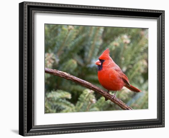 Northern Cardinal Perching on Branch, Mcleansville, North Carolina, USA-Gary Carter-Framed Photographic Print