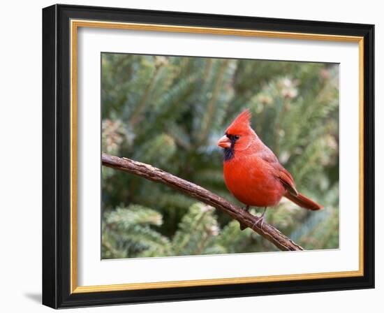 Northern Cardinal Perching on Branch, Mcleansville, North Carolina, USA-Gary Carter-Framed Photographic Print