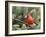 Northern Cardinal Perching on Branch, Mcleansville, North Carolina, USA-Gary Carter-Framed Photographic Print