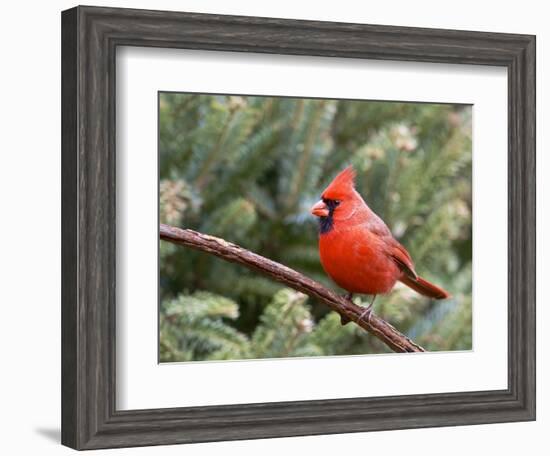 Northern Cardinal Perching on Branch, Mcleansville, North Carolina, USA-Gary Carter-Framed Photographic Print
