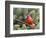 Northern Cardinal Perching on Branch, Mcleansville, North Carolina, USA-Gary Carter-Framed Photographic Print