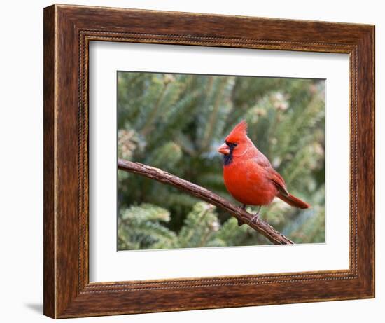 Northern Cardinal Perching on Branch, Mcleansville, North Carolina, USA-Gary Carter-Framed Photographic Print