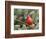 Northern Cardinal Perching on Branch, Mcleansville, North Carolina, USA-Gary Carter-Framed Photographic Print