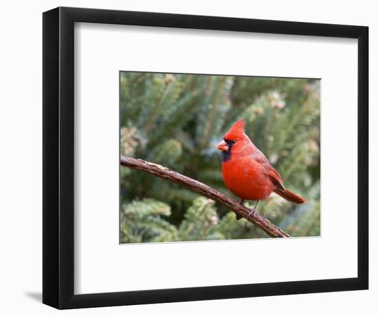 Northern Cardinal Perching on Branch, Mcleansville, North Carolina, USA-Gary Carter-Framed Photographic Print