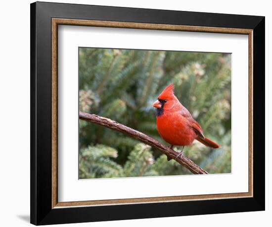 Northern Cardinal Perching on Branch, Mcleansville, North Carolina, USA-Gary Carter-Framed Photographic Print