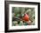 Northern Cardinal Perching on Branch, Mcleansville, North Carolina, USA-Gary Carter-Framed Photographic Print