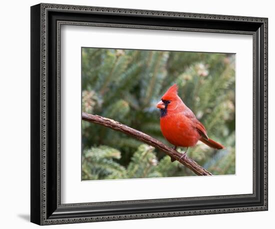 Northern Cardinal Perching on Branch, Mcleansville, North Carolina, USA-Gary Carter-Framed Photographic Print