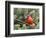 Northern Cardinal Perching on Branch, Mcleansville, North Carolina, USA-Gary Carter-Framed Photographic Print