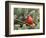 Northern Cardinal Perching on Branch, Mcleansville, North Carolina, USA-Gary Carter-Framed Photographic Print