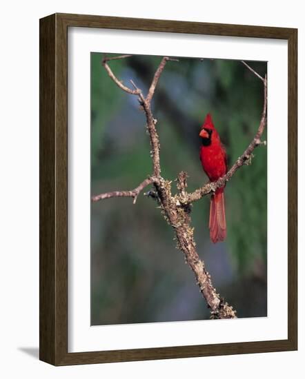 Northern Cardinal, Texas, USA-Dee Ann Pederson-Framed Photographic Print