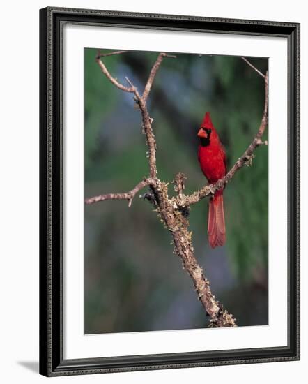 Northern Cardinal, Texas, USA-Dee Ann Pederson-Framed Photographic Print