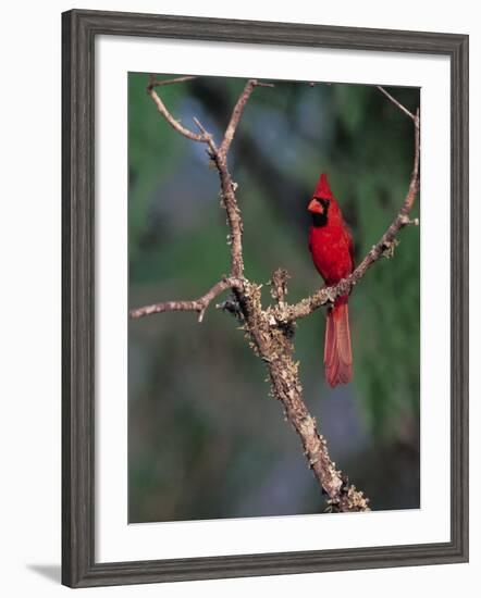 Northern Cardinal, Texas, USA-Dee Ann Pederson-Framed Photographic Print