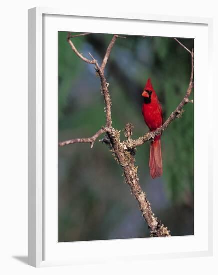 Northern Cardinal, Texas, USA-Dee Ann Pederson-Framed Photographic Print