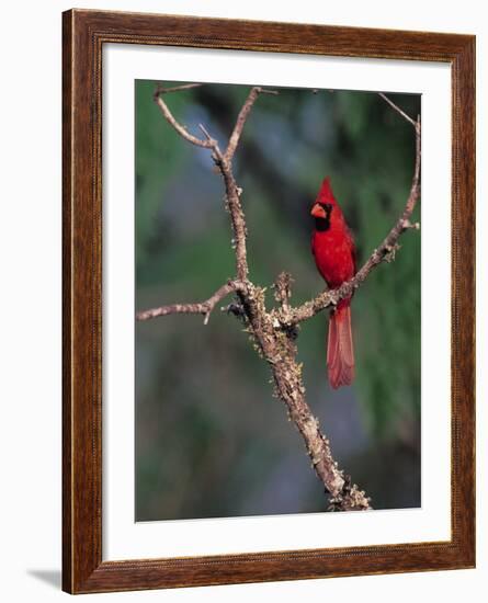 Northern Cardinal, Texas, USA-Dee Ann Pederson-Framed Photographic Print