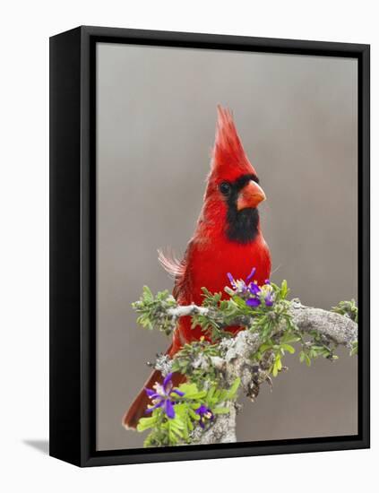 Northern Cardinal, Texas, USA-Larry Ditto-Framed Premier Image Canvas