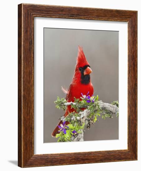 Northern Cardinal, Texas, USA-Larry Ditto-Framed Photographic Print