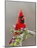 Northern Cardinal, Texas, USA-Larry Ditto-Mounted Photographic Print