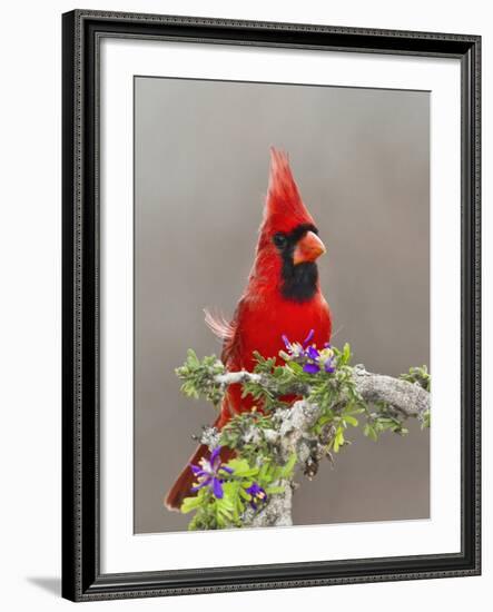 Northern Cardinal, Texas, USA-Larry Ditto-Framed Photographic Print