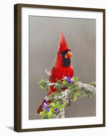 Northern Cardinal, Texas, USA-Larry Ditto-Framed Photographic Print