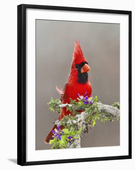 Northern Cardinal, Texas, USA-Larry Ditto-Framed Photographic Print